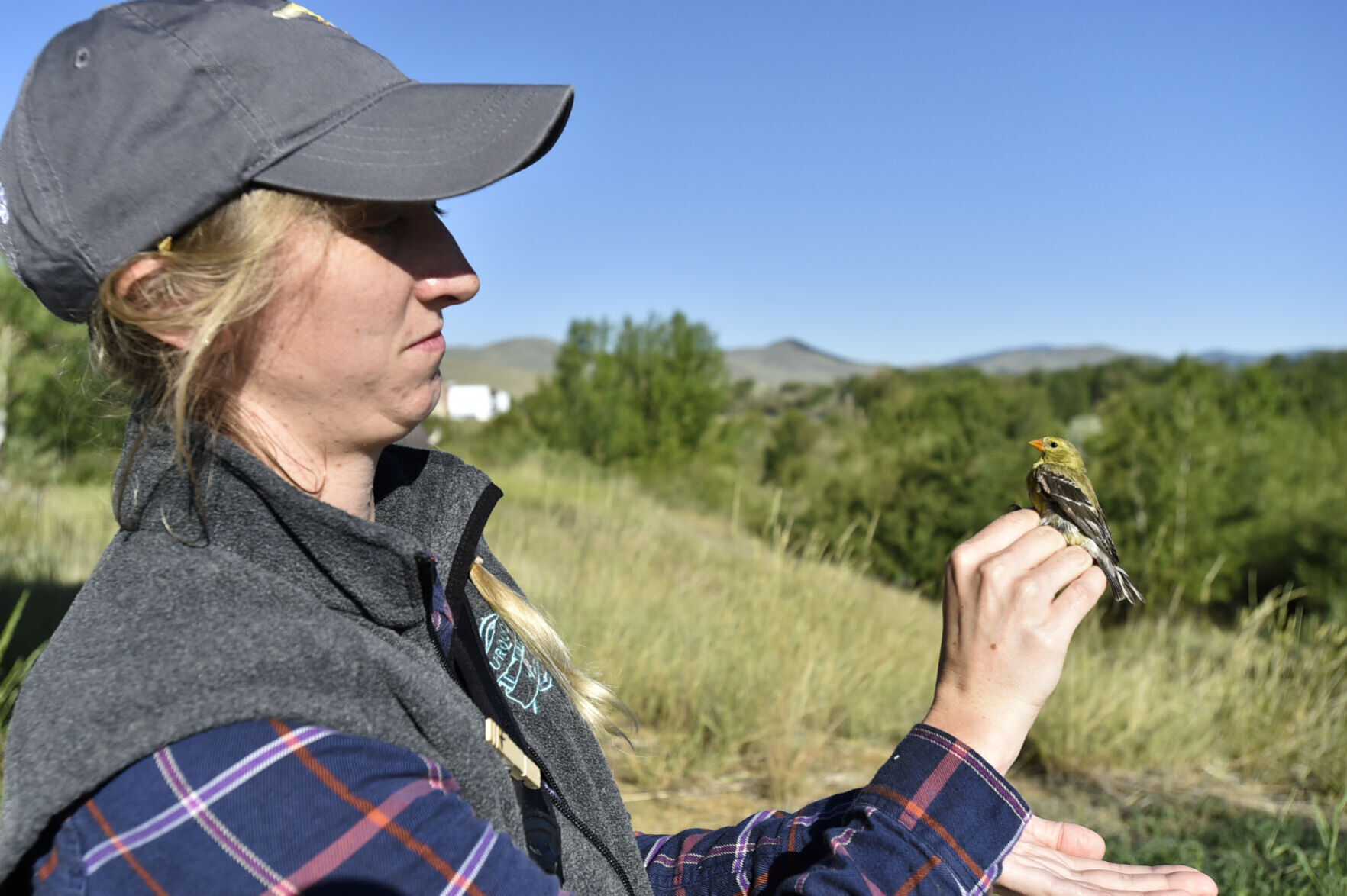 MAPS Bird Banding at Spring Meadow